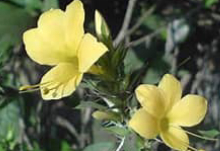 Barleria Prionitis