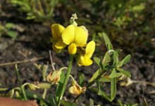 Crotalaria