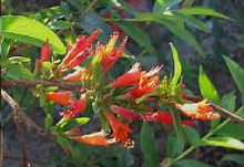 Woodfordia Fruticosa